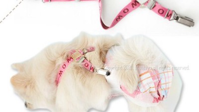 우리 댕댕이 인생템! 애견멜빵캉캉청치마 🐶💖 특가 후기!